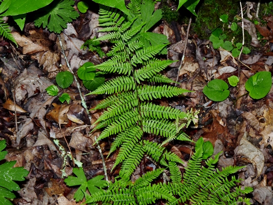 {Athyrium asplenioides}